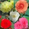 Collection 15 Begonias Grandifloras -Jardin De Fleurs Magasin collection begonias 51256 1