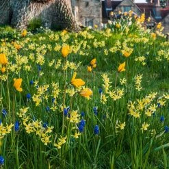 Collection Bulbes Ã  Naturaliser Jaune/bleu