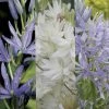 Collection Camassias -Jardin De Fleurs Magasin collection camassias 51549 1