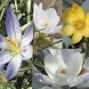 Collection 115 Crocus Botaniques -Jardin De Fleurs Magasin collection crocus botaniques 53970 1