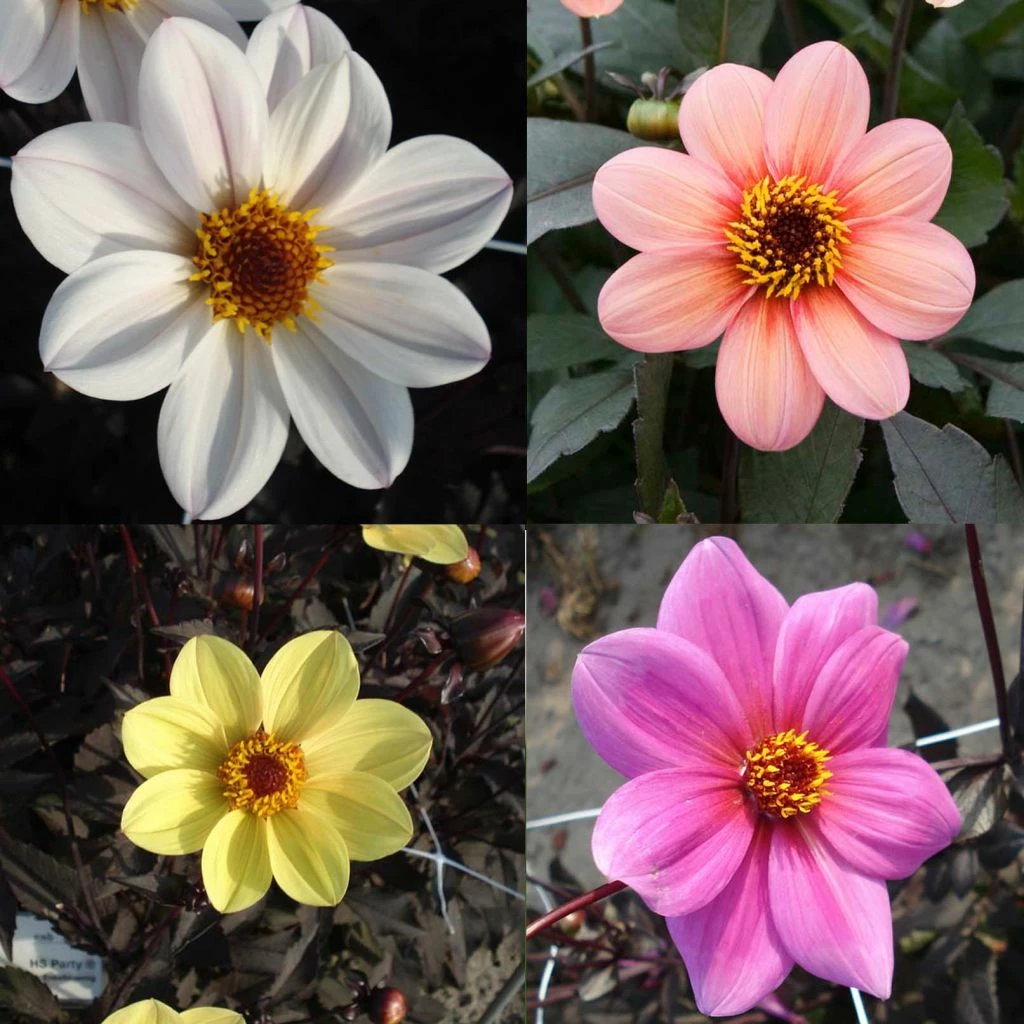 Collection Dahlias Happy Single 1 Collection Dahlias Happy Single
