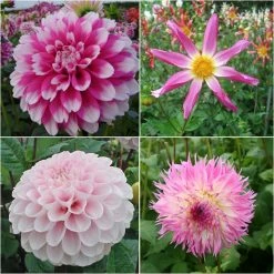 Collection Dahlias BohÃªme