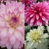 Collection Dahlias Nains Gallery -Jardin De Fleurs Magasin collection dahlias gallery 3911 1
