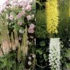 Collection Eremurus -Jardin De Fleurs Magasin collection eremurus 53574 1