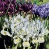 Collection 90 Iris Miniatures -Jardin De Fleurs Magasin collection iris miniature 83490 1