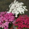 Rhodohypoxis Collection 3 X 3 3 Rhodohypoxis Collection 3 X 3 -Jardin De Fleurs Magasin collection rhodohypoxis 1142 1