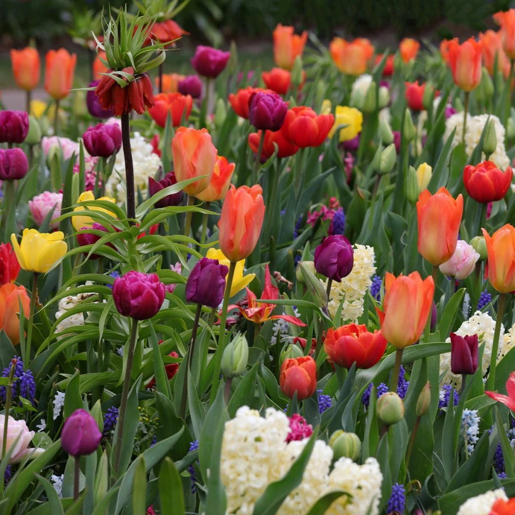 Collection Tapis D'Orient 1 Collection Tapis D'Orient