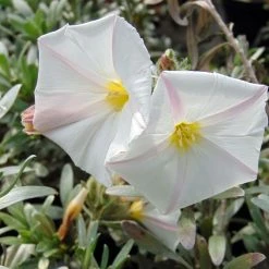 Convolvulus Cneorum - Liseron ArgentÃ©