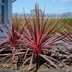 Cordyline Charlie BoyÂ®