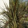 Cordyline X Banksii Electric Star -Jardin De Fleurs Magasin cordyline x banksii electric star 100459 1
