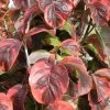 Cornus Florida Rainbow - Cornouiller De Floride PanachÃ© -Jardin De Fleurs Magasin cornus 20florida rainbow 9522 1