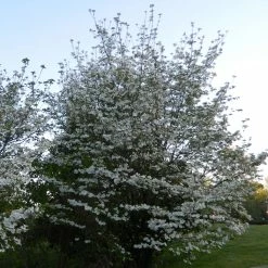 Cornus Florida Cloud Nine - Cornouiller Ã  Fleurs D'AmÃ©rique.