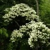 Cornus Hongkongensis -Jardin De Fleurs Magasin cornus hongkongensis 782052 1