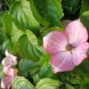 Cornus Kousa Heart Throb - Cornouiller Du Japon -Jardin De Fleurs Magasin cornus kousa heart throb 100463 1
