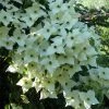 Cornus Kousa Milky Way- Cornouiller Du Japon Blanc -Jardin De Fleurs Magasin cornus kousa milky way 781212 1 2