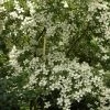 Cornus Norman Hadden - Cornouiller Ã  Fleurs -Jardin De Fleurs Magasin cornus norman hadden 83895 1