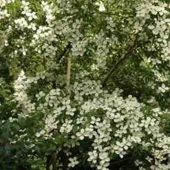 Cornus Norman Hadden - Cornouiller Ã  Fleurs