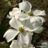 Cornus Florida Cherokee Daybreak - Cornouiller De Floride -Jardin De Fleurs Magasin cornus ou cornouiller florida cherokee daybreak 7815 1