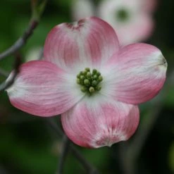 Cornus Florida Rubra - Cornouiller Ã  Fleurs D'AmÃ©rique