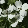 Cornus Kousa Venus - Cornouiller Du Japon Blanc -Jardin De Fleurs Magasin cornus ou cornouiller kousa venus cov 7814 6
