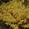 Cornus Sanguinea Mid Winter Fire - Cornouiller Sanguin -Jardin De Fleurs Magasin cornus sanguinea midwinter fire 7808 1
