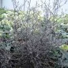 Corokia Cotoneaster -Jardin De Fleurs Magasin corokia cotoneaster 7804 1