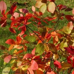 Cotinus Coggygria Flame - Arbre Ã  Perruque