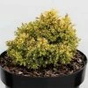 Cryptomeria Japonica Twinkle Toes -Jardin De Fleurs Magasin cryptomeria japonica twinkle toes 100479 1