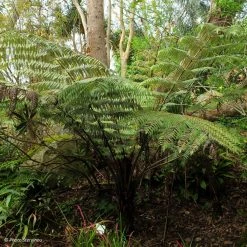Cyathea Dealbata - FougÃ¨re Arborescente