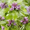 Daphne Odora Sweet Amethyst - Daphné Odorant 3 Daphne Odora Sweet Amethyst - Daphné Odorant -Jardin De Fleurs Magasin daphne odora sweet amethyst 85494 3