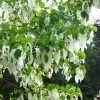 Arbre Aux Mouchoirs - Davidia Involucrata Var. Vilmoriniana -Jardin De Fleurs Magasin davidia involucrata 7906 1