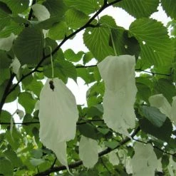Arbre Ã  Mouchoir - Davidia Involucrata
