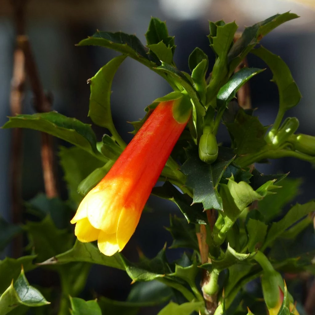 Desfontainea Spinosa 1 Desfontainea Spinosa