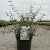 Deutzia Monbeigii -Jardin De Fleurs Magasin deutzia monbeigii arbustes 100487 1