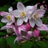 Deutzia Purpurascens Kalmiiflora - Deutzie -Jardin De Fleurs Magasin deutzia purpurascens kalmiiflora 781603 1 1