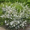 Diosma Hirsuta Pink Fountain -Jardin De Fleurs Magasin diosma hirsuta pink fountain pap 83299 1