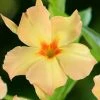 Dipladenia Diamantina Emerald Amber Star -Jardin De Fleurs Magasin dipladenia diamantina emerald amber star if 19667 1
