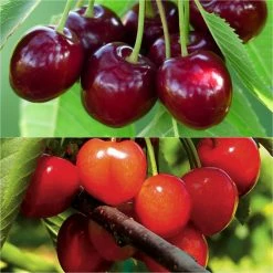 Duo Pollinisateur De Cerisiers Pour Une RÃ©colte Abondante