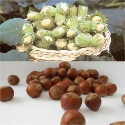 Duo Pollinisateur De Noisetiers Pour Une RÃ©colte Abondante