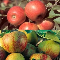 Duo Pollinisateur De Pommes Pour Vos PÃ¢tisseries