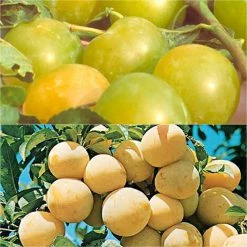 Duo Pollinisateur Reines Claudes ColorÃ©es En Gobelet