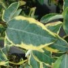 Elaeagnus Ebbingei Gilt Edge - Chalef 2 Elaeagnus Ebbingei Gilt Edge - Chalef -Jardin De Fleurs Magasin elaeagnus ebb Gilt Edge 7908 1