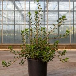 Enkianthus Campanulatus Prettycoat - AndromÃ¨de CampanulÃ©e