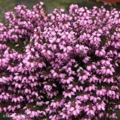 Erica Darleyensis Tyann - BruyÃ¨re D'hiver