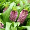 Eucomis Comosa Sparkling Burgundy® - Eucomide Rose à Feuillage Pourpre 3 Eucomis Comosa Sparkling Burgundy® - Eucomide Rose à Feuillage Pourpre -Jardin De Fleurs Magasin eucomis comosa sparkling burgundy eucomide rose feuillage pourpre IF 69261 1