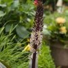 Eucomis Comosa Sparkling RosyÂ® - Eucomide Rose