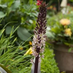 Eucomis Comosa Sparkling RosyÂ® - Eucomide Rose