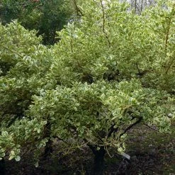Fusain Du Japon - Euonymus Japonicus Duc D'Anjou
