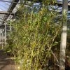Fargesia Denudata Lancaster 1 - Bambou Non TraÃ§ant. -Jardin De Fleurs Magasin fargesia denudata lancaster 1 84893 1 1
