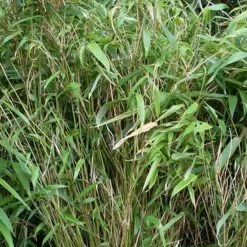 Bambou Non TraÃ§ant - Fargesia Murielae Bimbo